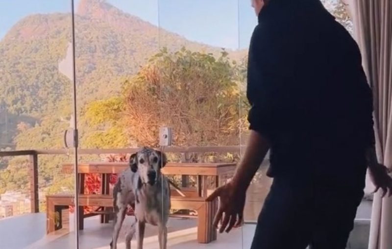 Cachorro gigante 'maria vai com as outras' aprende a rebolar igual tutor; assista