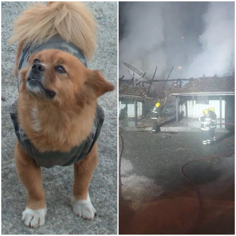 Cachorro salvou família de incêndio em Blumenau