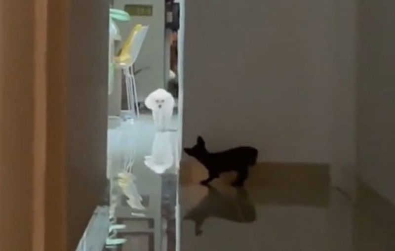 Pet espiou a irm&atilde; se aproximar atr&aacute;s da parede para dar um susto na poddle – Foto: @belinha_pitmonster/ Tiktok/ Reprodu&ccedil;&atilde;o/ ND