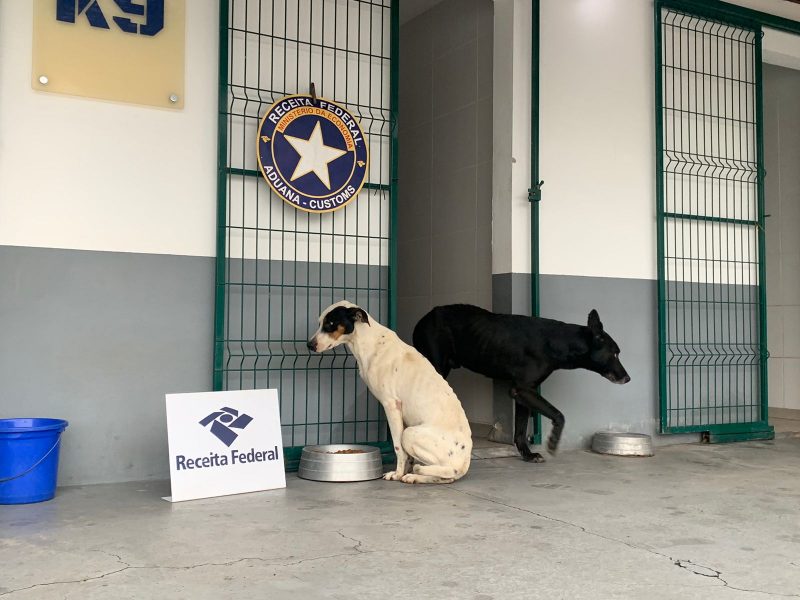 C&atilde;es encontrados em cont&ecirc;iner em Navegantes s&atilde;o adotados por casal – Foto: Almir Rodrigues/ND