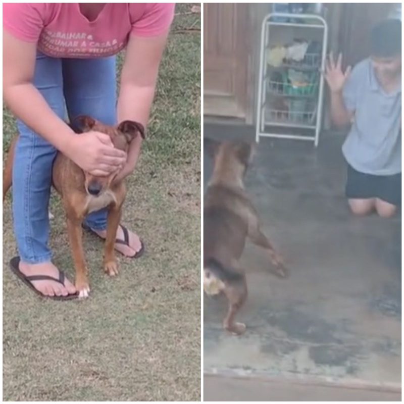 Vira-lata caramelo brinca de esconde-esconde com crianças 