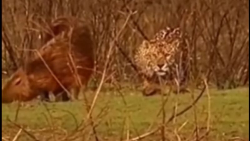 Capiva se salva de onça