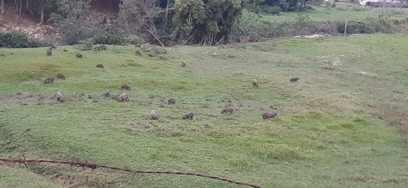 More than 20 capybaras spotted in a field behind a house in Santo Amaro da Imperatriz – Photo: Neri Arthur/Personal archive/ND