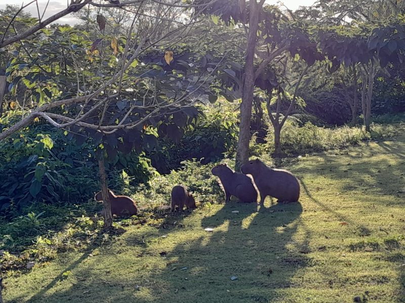 Capybaras are the cause of residents' complaints – Photo: Daniel Brand/Personal Files/ND