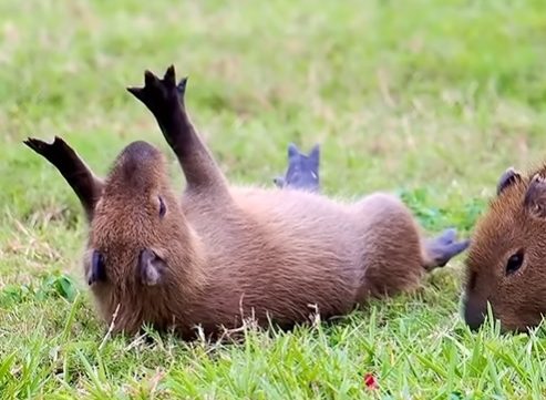 capivarinhas rolando na grama