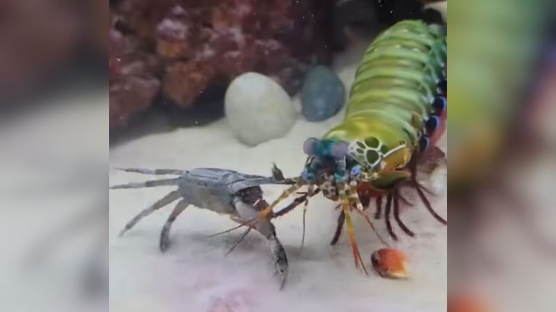 Caranguejo leva nocaute