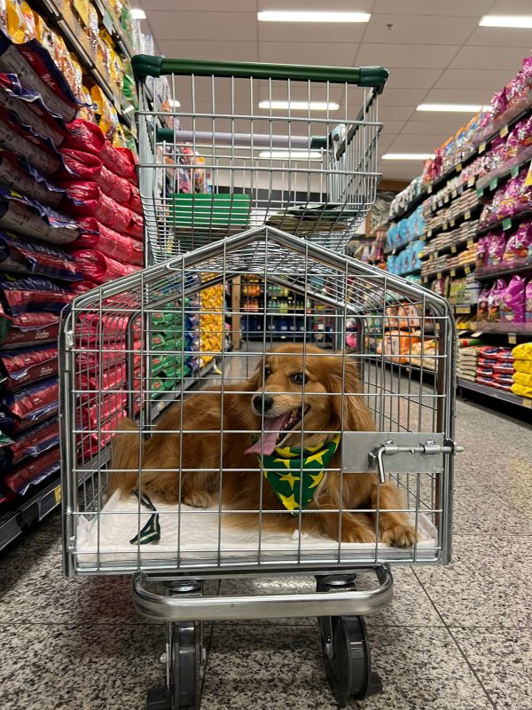 Carrinhos adaptados especialmente para pets já estão disponíveis nas lojas de Blumenau