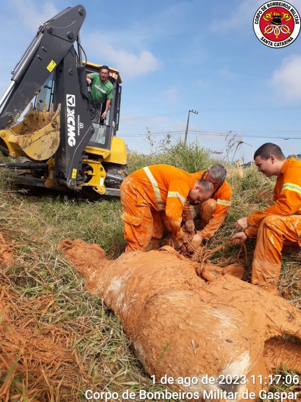 Cavalo fica atolado e bombeiros precisam de retro escaveira para resgatar o animal em Gaspar – Foto: Divulga&ccedil;&atilde;o/ Reprodu&ccedil;&atilde;o/ ND