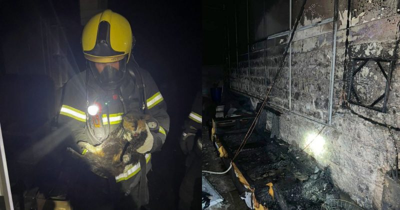 Bombeiros resgataram uma gatinha que vive na institui&ccedil;&atilde;o – Foto: CBMSC/Divulga&ccedil;&atilde;o/ND