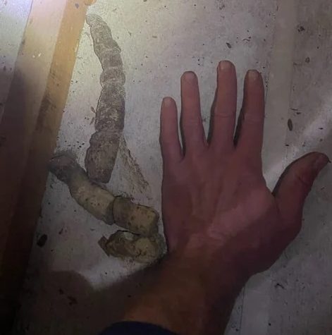 The family finds a “wild” pipe on the roof, and discovers the whereabouts of the snake