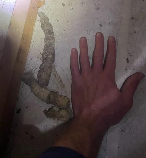 Snake droppings were found in the attic