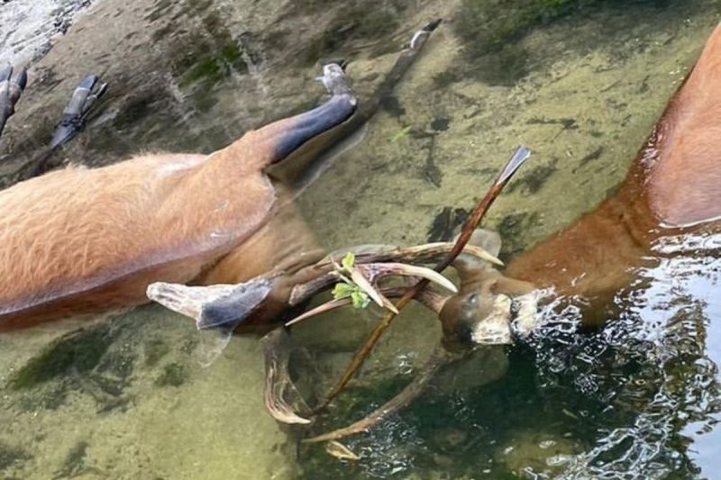 Cervos se afogam após briga