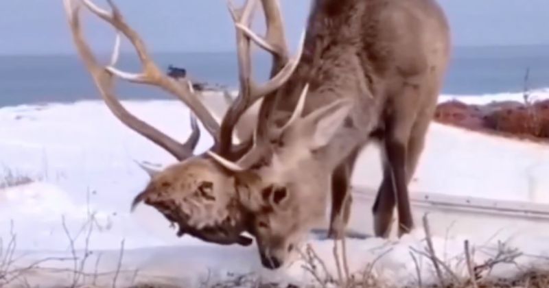 Animal apresenta caracter&iacute;stica assustadora e viralizou na web – Foto: Bi&oacute;logo Henrique/Reprodu&ccedil;&atilde;o/ND