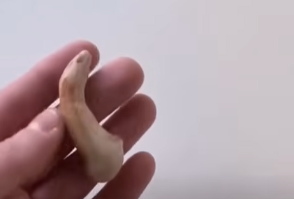 Cobra-do-milho nasce sem calda