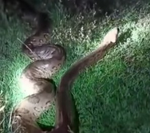 O registro da cobra foi publicado nas redes sociais e rendeu muitos comentários 