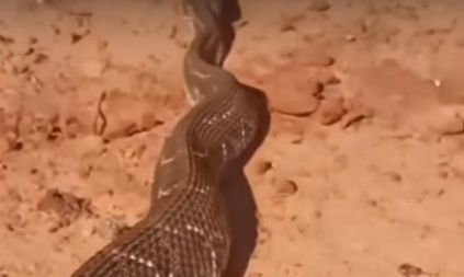 Cobra cascavel é perseguida por homem