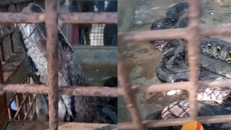 Animal foi capturado e colocado em viveiro – Foto: Bi&oacute;logo Henrique/Reprodu&ccedil;&atilde;o/ND