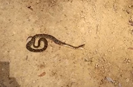 Jararaca pica vaca e se dá mal 