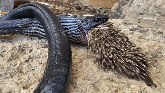 Leão ignora turistas e soca fofo em leoa em cima de jipe - JK