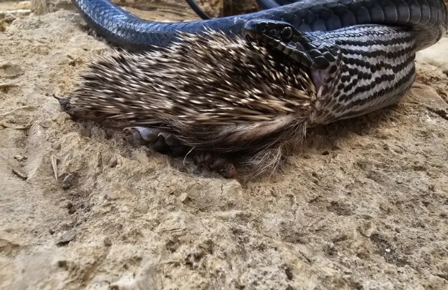 A cobra foi encontrada por pessoas que passeavam com seus cachorros no local 