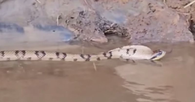 A serpente se assemelha com a naja por inflar a cabe&ccedil;a – Foto: Bi&oacute;logo Henrique/Reprodu&ccedil;&atilde;o/ND