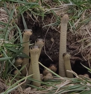 O ninho de cobra foi filmado, publicado nas redes sociais e internautas brincaram com a situação; veja o vídeo 