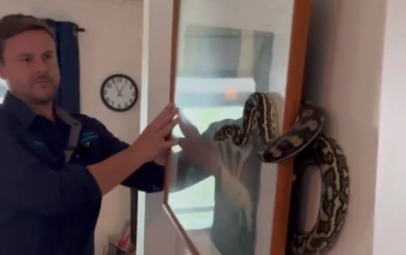 Cobra gigante estava escondida atrás de quadro de parede, na Austrália