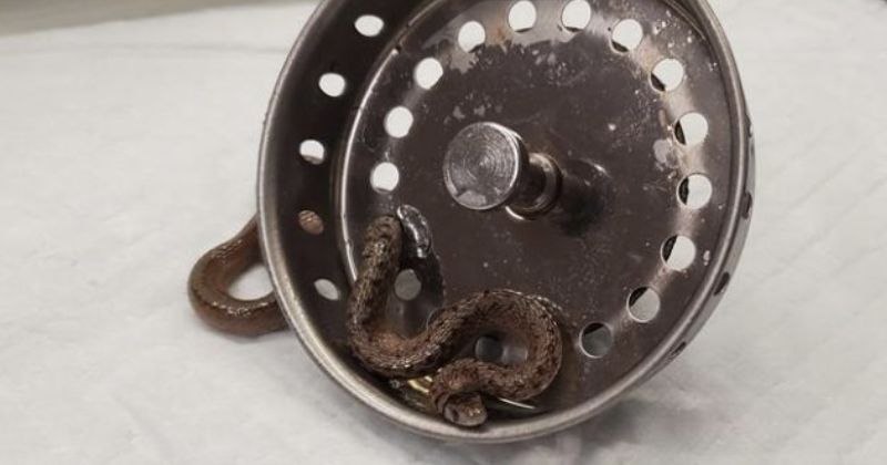 Animal preso em ralo quase passou despercebido – Foto: Raven Ridge Wildlife Center/UPI/Reprodu&ccedil;&atilde;o/ND