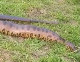 O vídeo da sucuri impressionou na web por conta da velocidade em que o animal enorme se moveu; veja 