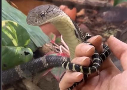 Cobra real adulta olha atenta para filhote