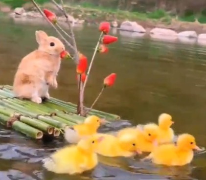 Cenas dos filhotes s&atilde;o comparadas as estampas de panos de pratos. – Foto: Reprodu&ccedil;&atilde;o