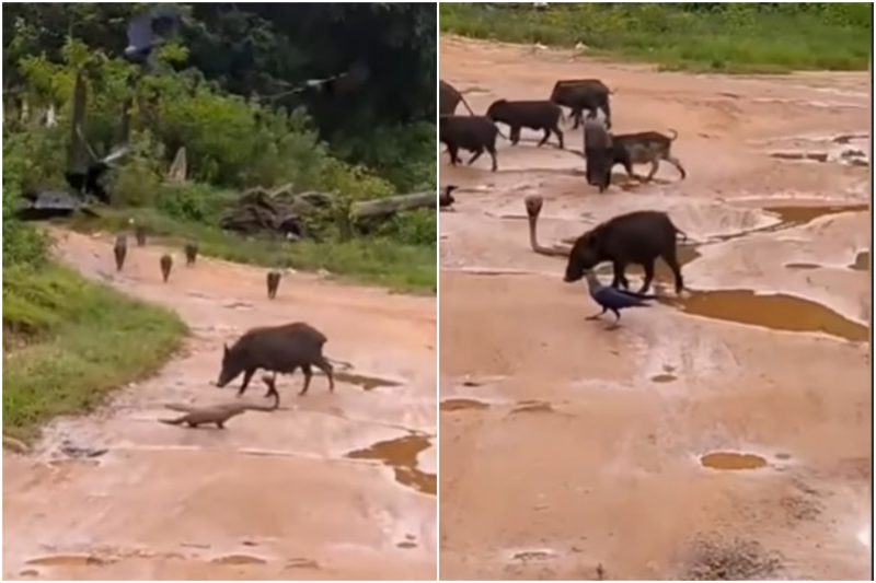 cobra, javali, corvo