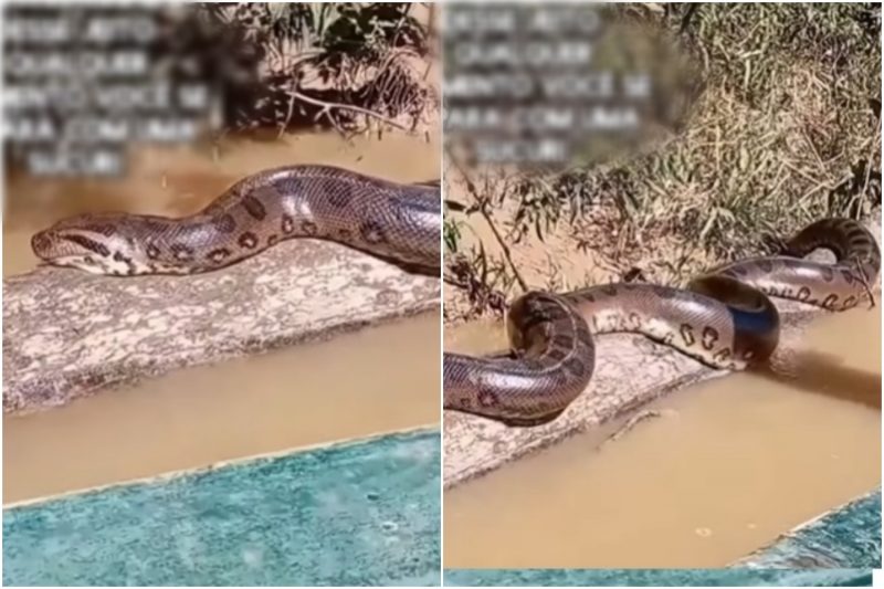 sucuri tomando sol e pegando uma vitamina D