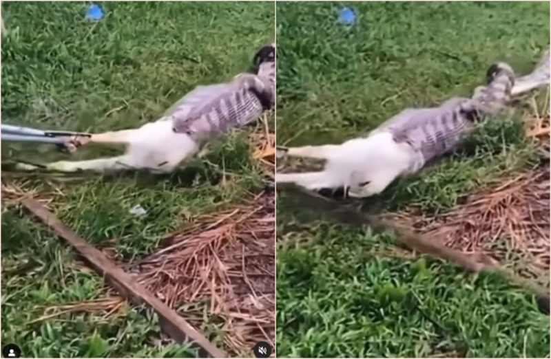 Cobra tentou engolir o bezerro e foi atrapalhada 