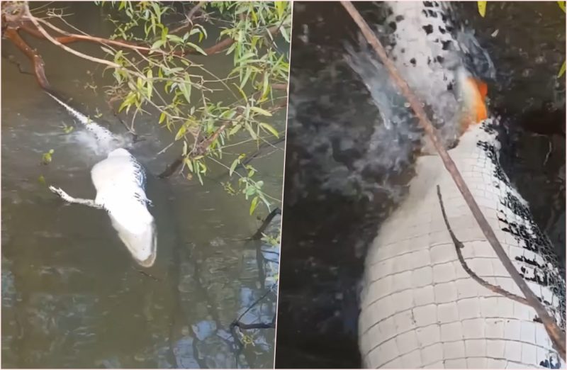 As piranhas aparecem no vídeo vibrando ao encontrar o banquete fedido no rio 