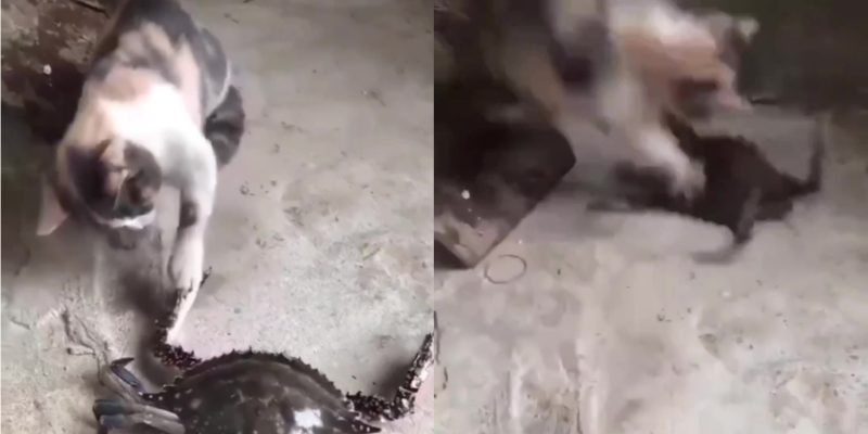 Gato tenta fazer amizade com caranguejo e é recebido com um "aperto de mão mortal".  