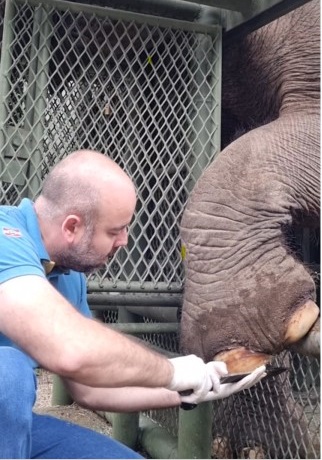 At Pomerode Bioparc Zoo, the elephants have a beauty ritual and even a “manicure” day.