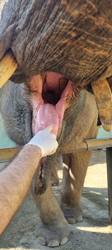 Elephants also receive dental care 