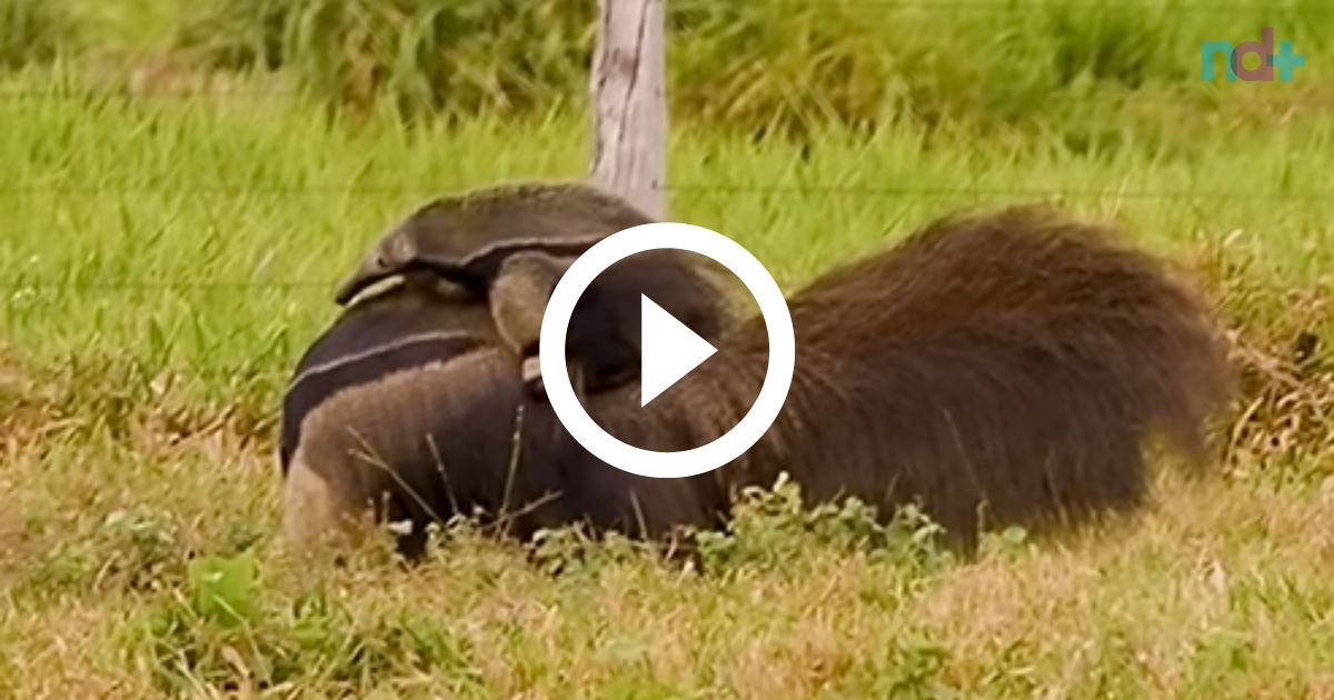 Vídeo mostra filhote de tamanduá-bandeira pedindo carona para a