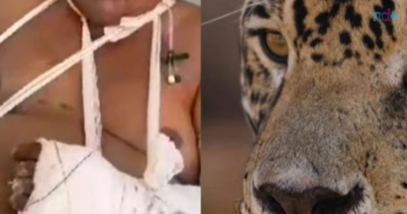 alguns detalhes do ataque de onça não condizem, afirma biólogo