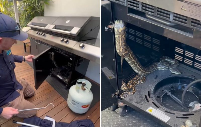 Morador foi surpreendido por serpente com veneno mortal escondida dentro de churrasqueira - Foto: Redes Sociais/Divulgação/ND