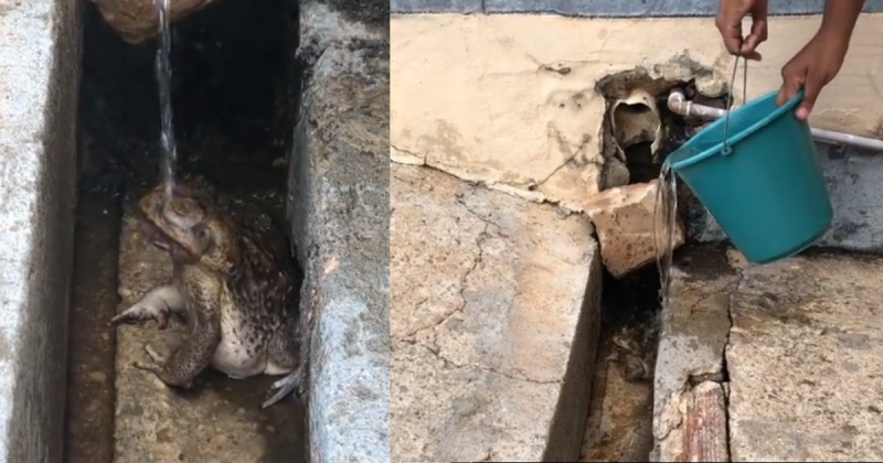 Sapo estava sufocando pois alguém jogou sal nas costas do animal e biólogo faz duro comentário sobre a prática