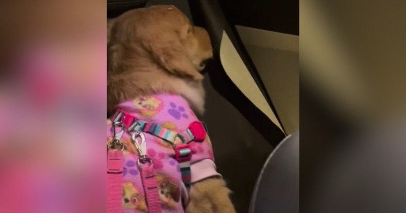 cachorrinha, golden retriever