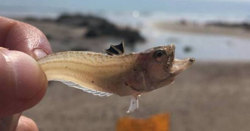 Tratamento para a picada do peixe weever, nativo das praias do Reino Unido, é mergulhar o local afetado em água bem quente
