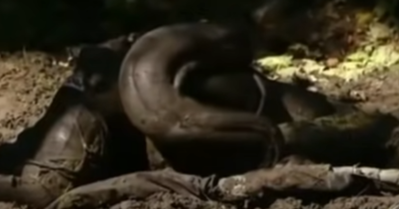 Biólogo explicou a história por trás do homem que tentou ser engolido por uma sucuri apenas para ver com seus próprios olhos como era ser uma presa do animal