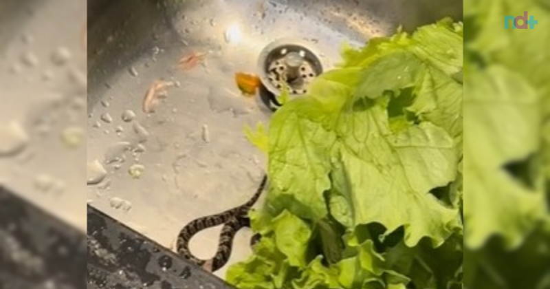 jararaca é encontrada dentro de alface