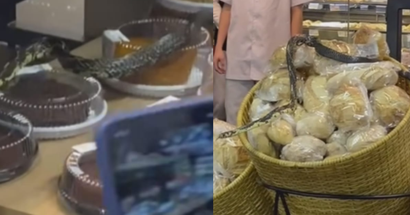 Cobra assustou clientes após ser vista fazendo as compras para o café da tarde em uma padaria 