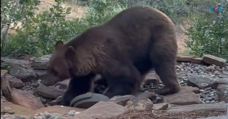 Urso preto acha bebedouro e se refresca em calor nos EUA