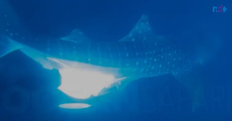 Tubarão-baleia é devorado por orca embaixo do mar 