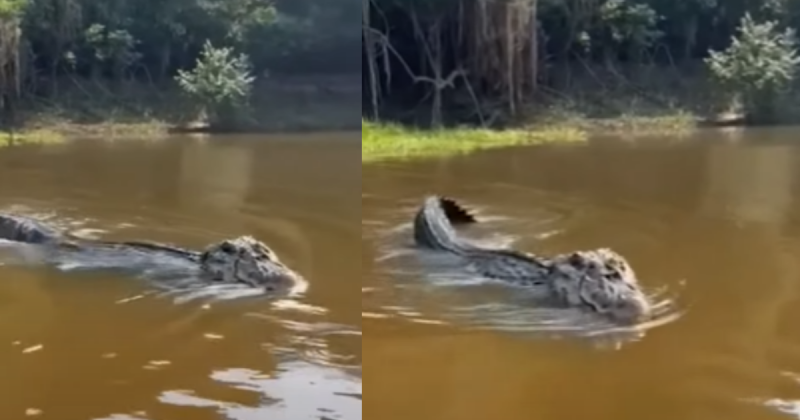 Vídeo de um jacaré gigante acertando um barco igual um torpedo viralizou na internet pela agressividade do animal